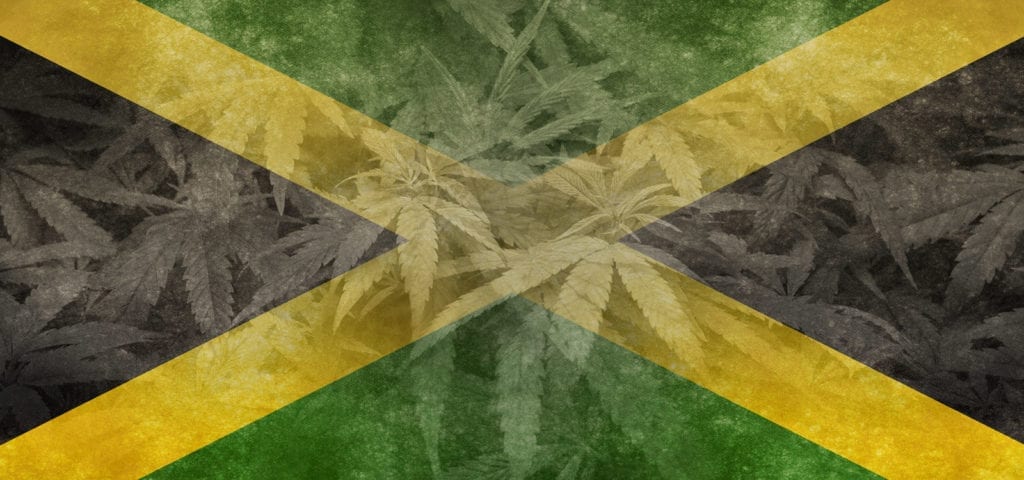 The flag of Jamaica in a digital collage with cannabis plants and leaves in the background.
