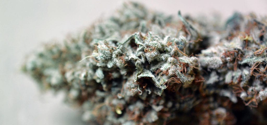 Micro photograph of a trimmed cannabis nug lying on its side.