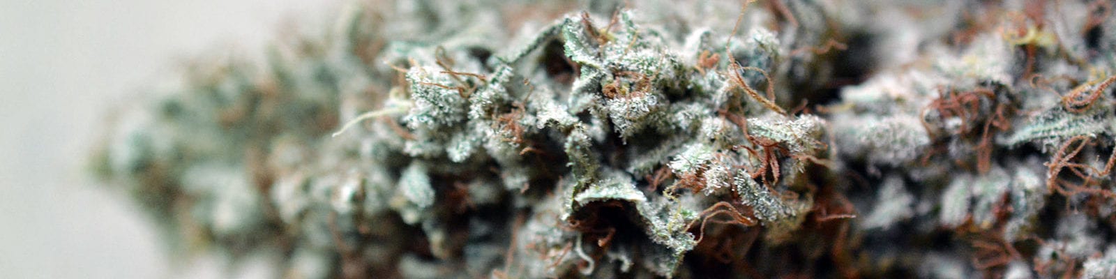Micro photograph of a trimmed cannabis nug lying on its side.