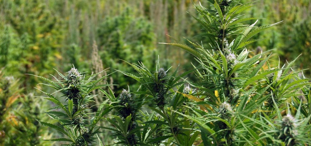 Outdoor cannabis plants located at a CBD farm in Oregon.