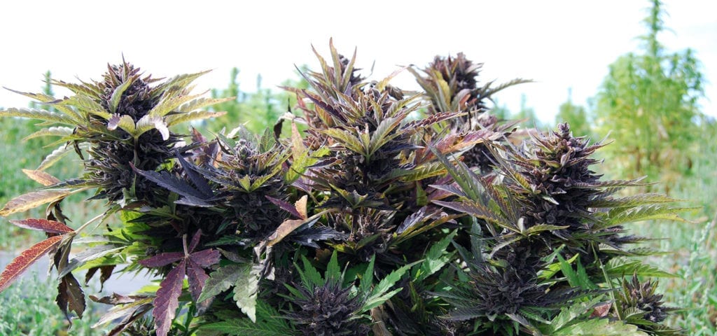 An outdoor, CBD-rich cannabis strain close to harvest.