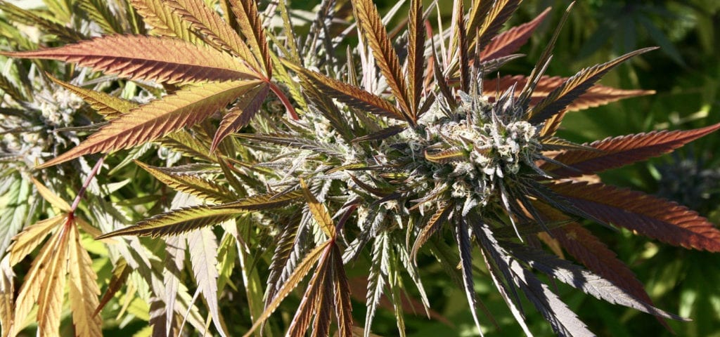 An outdoor cannabis plant's cola inside of a garden grow site in Humboldt County.