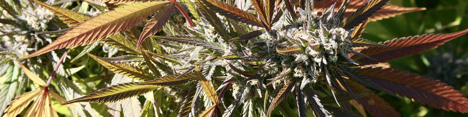 An outdoor cannabis plant's cola inside of a garden grow site in Humboldt County.