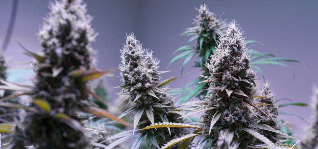 Tall cannabis colas sticking out of the foliage of an indoor commercial cannabis grow.