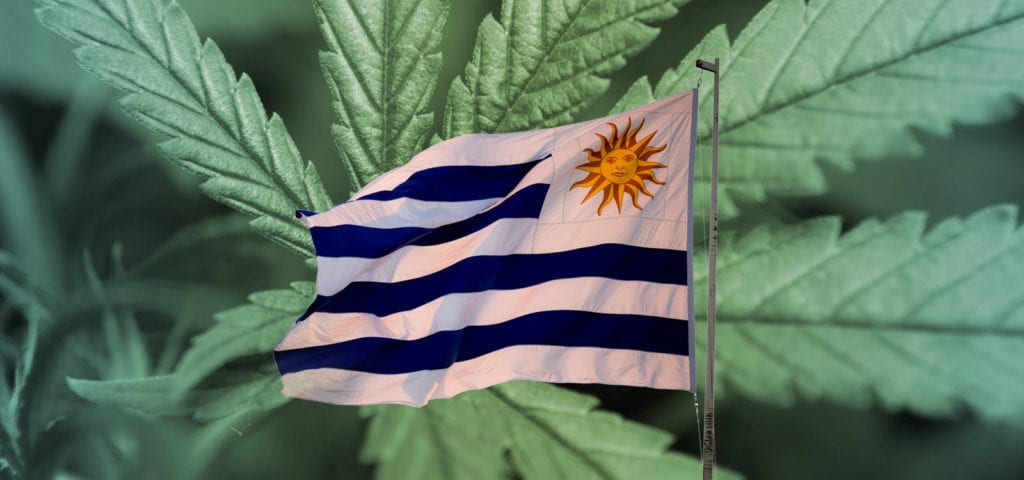 The flag of Uruguay spliced over an image of commercial-grade cannabis inside of a controlled, licensed grow site.
