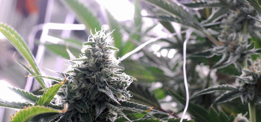 A commercially grown cannabis plant covered in white crystals/trichomes.