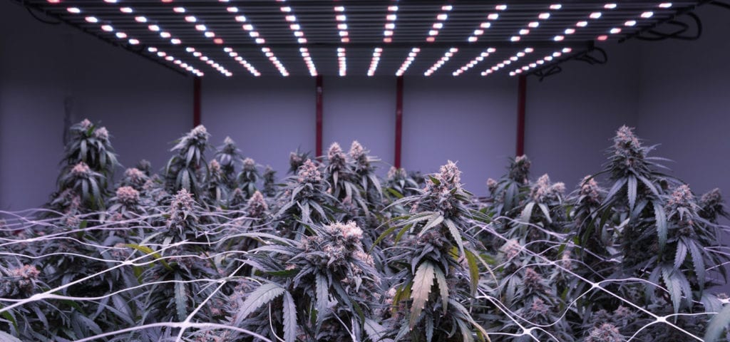 Commercial-grade cannabis plants inside of a licensed, indoor cultivation site.