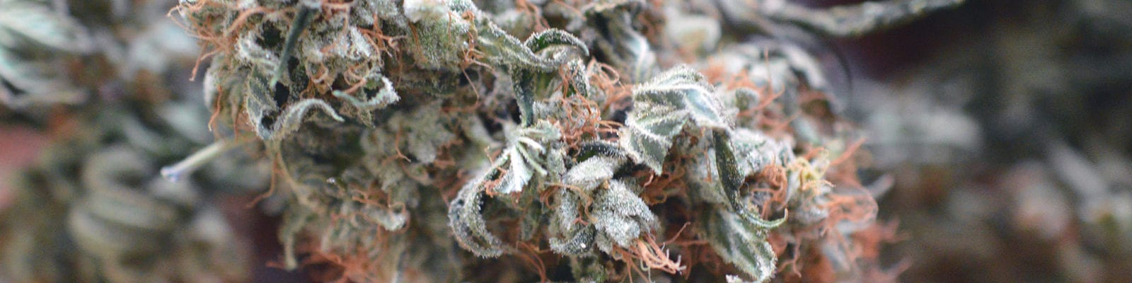 Micro photo of a trimmed, homegrown cannabis nug.