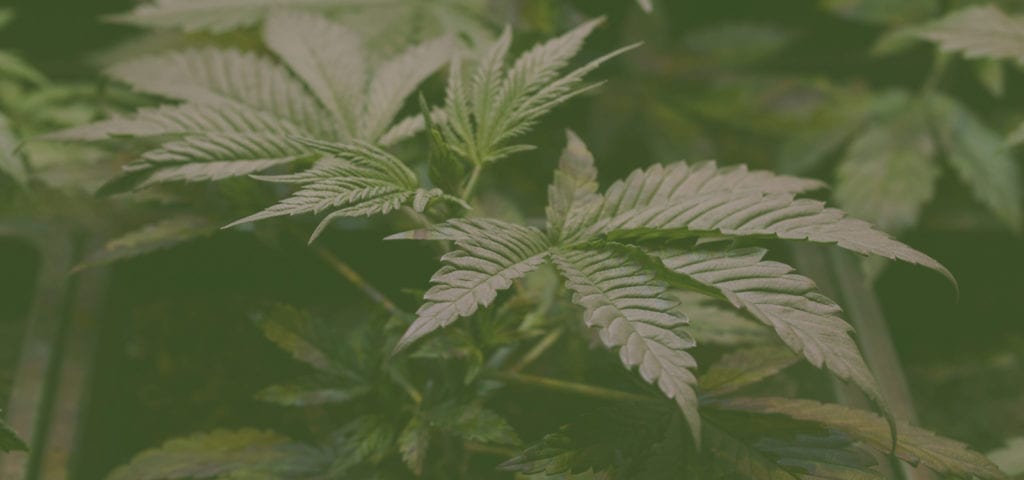 Cannabis plants inside of a medical cannabis grow in California.