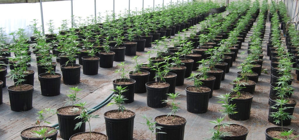 Rows of young cannabis plants growing in a greenhouse environment.