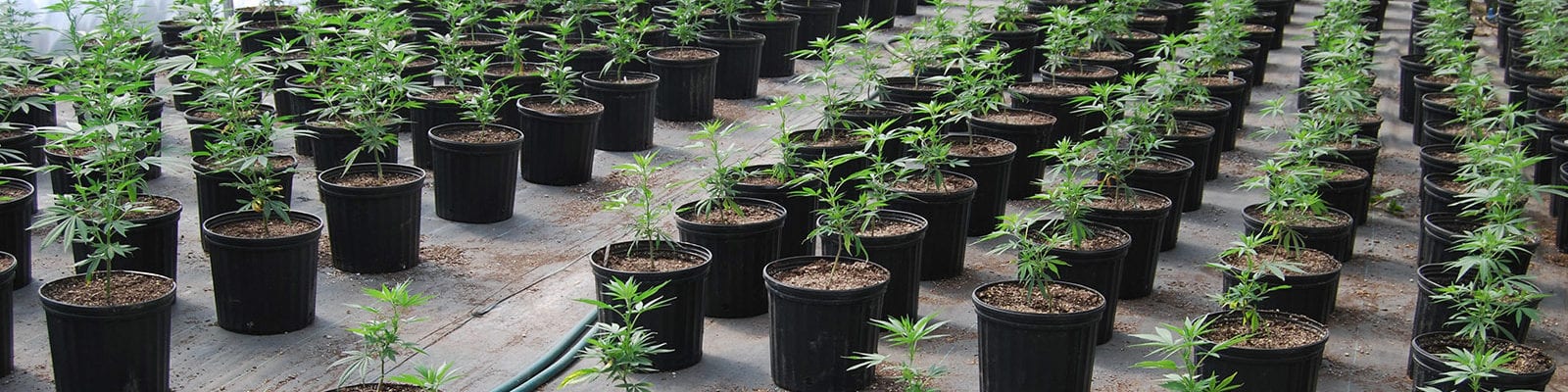 Rows of young cannabis plants growing in a greenhouse environment.
