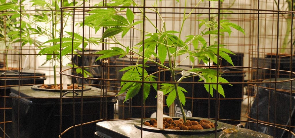 Medical cannabis plants housed in grow cages inside of an indoor grow.