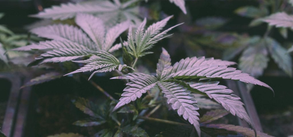 Indoor cannabis plants that belong to a medical cannabis patient in California.