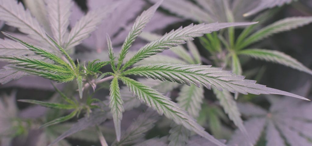A young medical cannabis plant inside of a commercially licensed grow operation in Washington state.