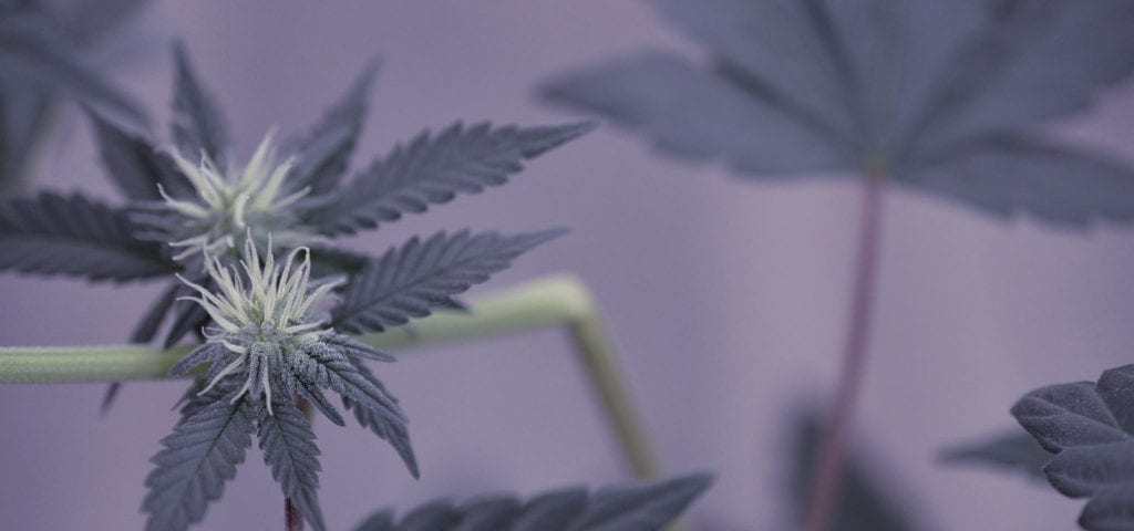 Young cannabis buds in an indoor grow environment.