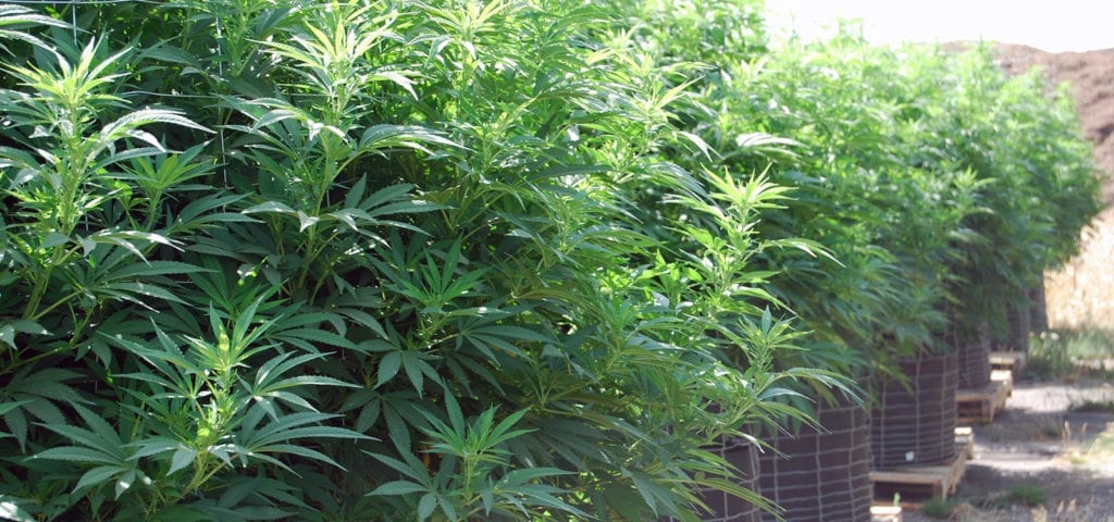 Outdoor CBD-rich cannabis plants on a farm in Oregon.