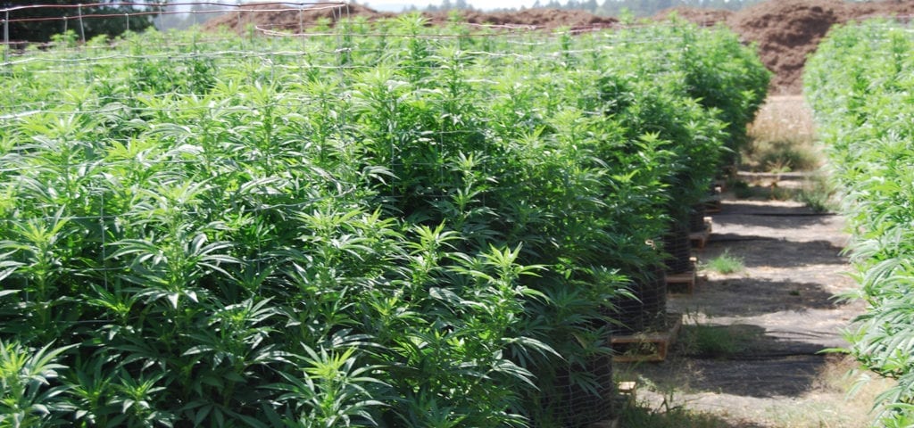 Looking down a garden row at an outdoor CBD-rich cannabis farm.