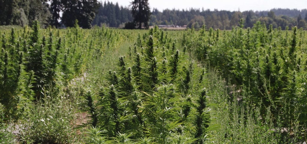 An outdooor cannabis farm in Oregon pictured during the early summer months.