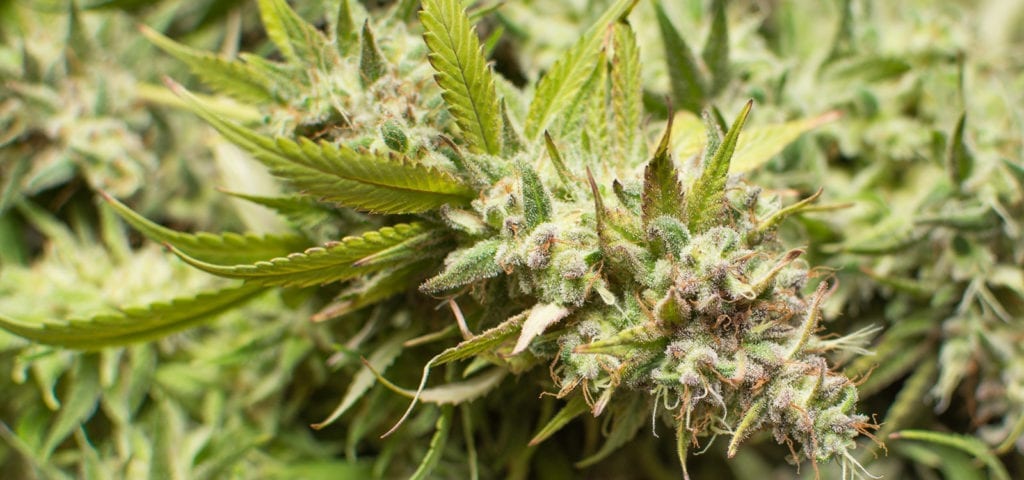 A medical cannabis plant lying sideways on a surface after being cut down for harvest.