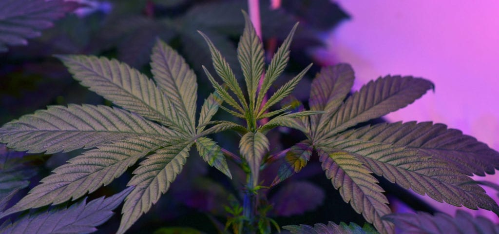 Two medical cannabis plants inside of a California patient's grow room.