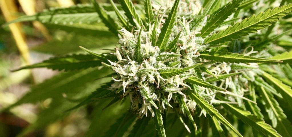The fat cola of a tall, outdoor cannabis plant.