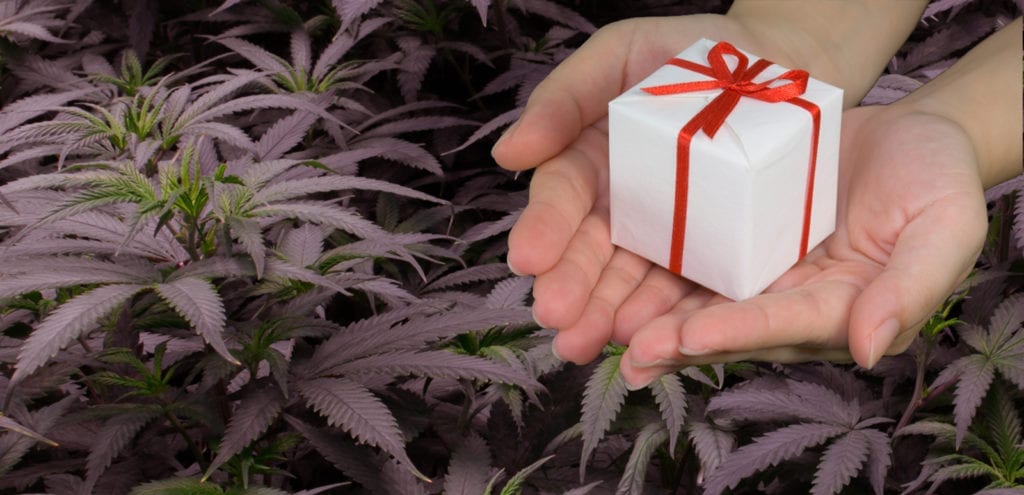 Digital collage combining a cannabis grow room with the giving of a gift-wrapped and holiday-themed present.