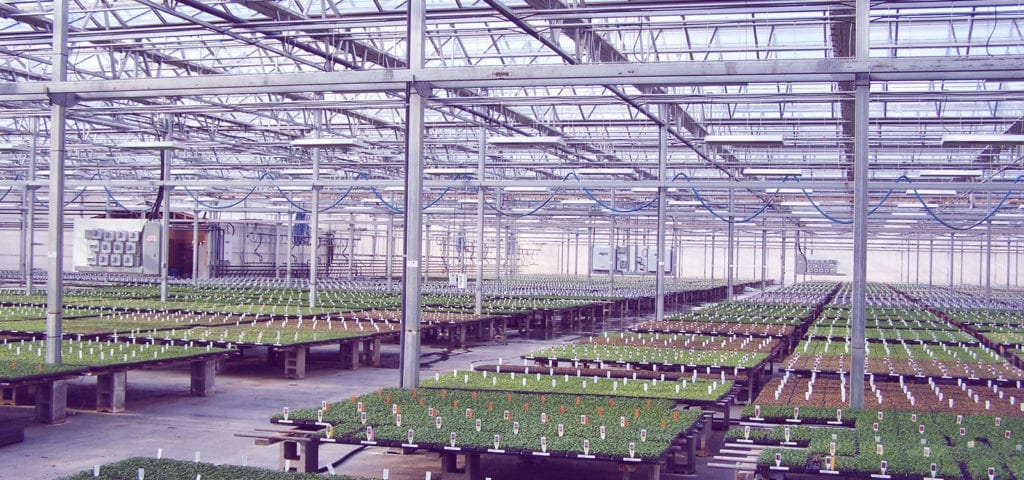 Photo taken inside of a large, commercial greenhouse operation.