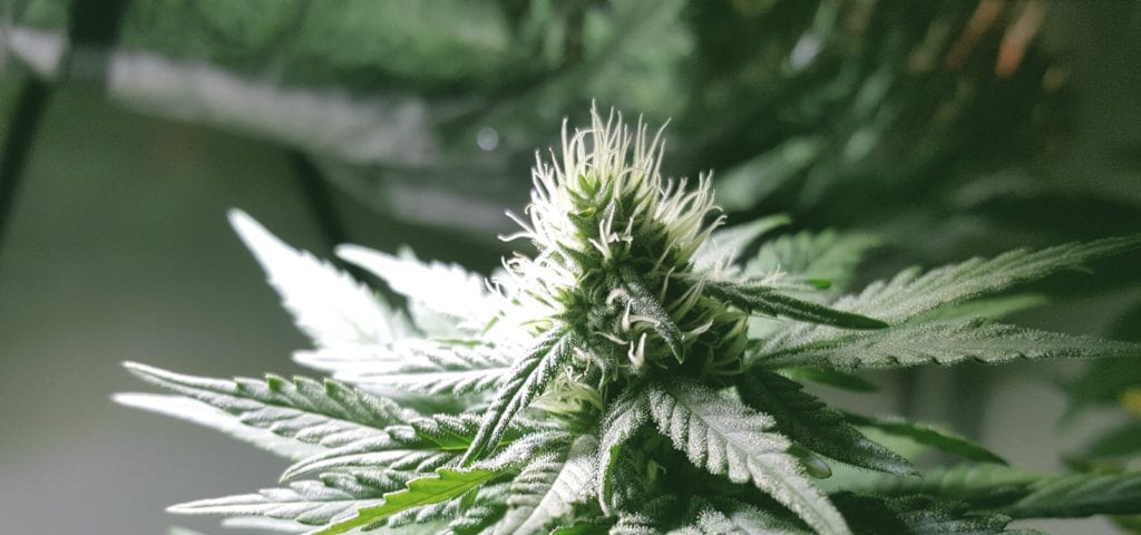 Indoor medical cannabis plants in a patient's grow closet in California.