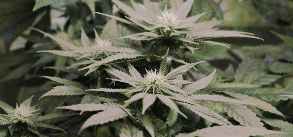 Home-grown medical cannabis plants inside of a patient's indoor grow tent.