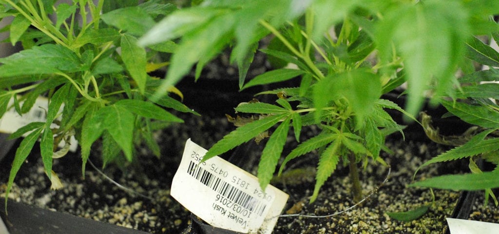 Closeup image of a barcode-tagged cannabis plant inside a commercial grow facility.