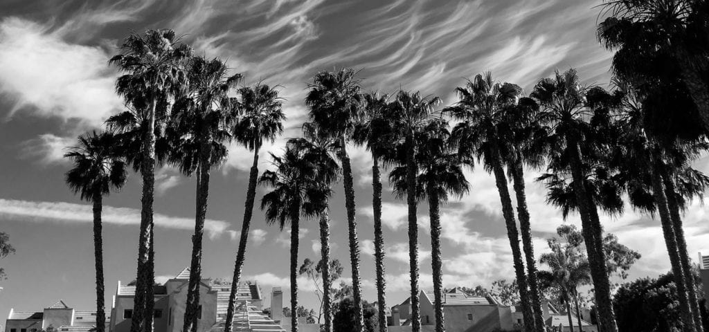 Palm trees swaying in the wind beneath a lightly cloudy, California sky.
