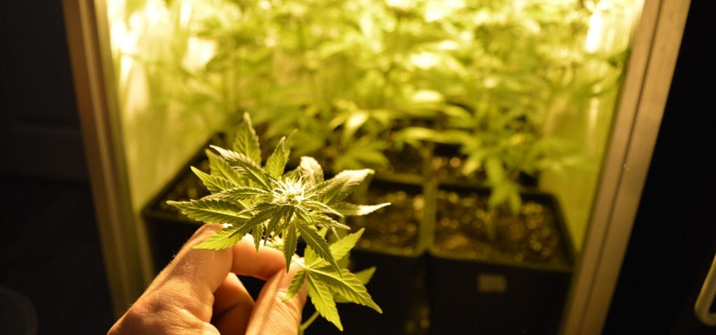 A personal cannabis grow inside of a closeted grow tent.