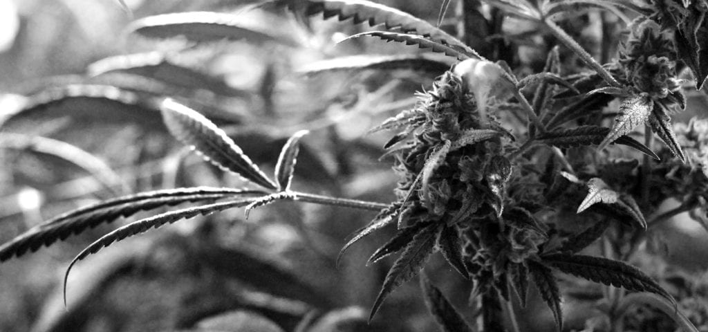 Black and white photograph of a cannabis nug and a long-armed leaf protruding away from it.