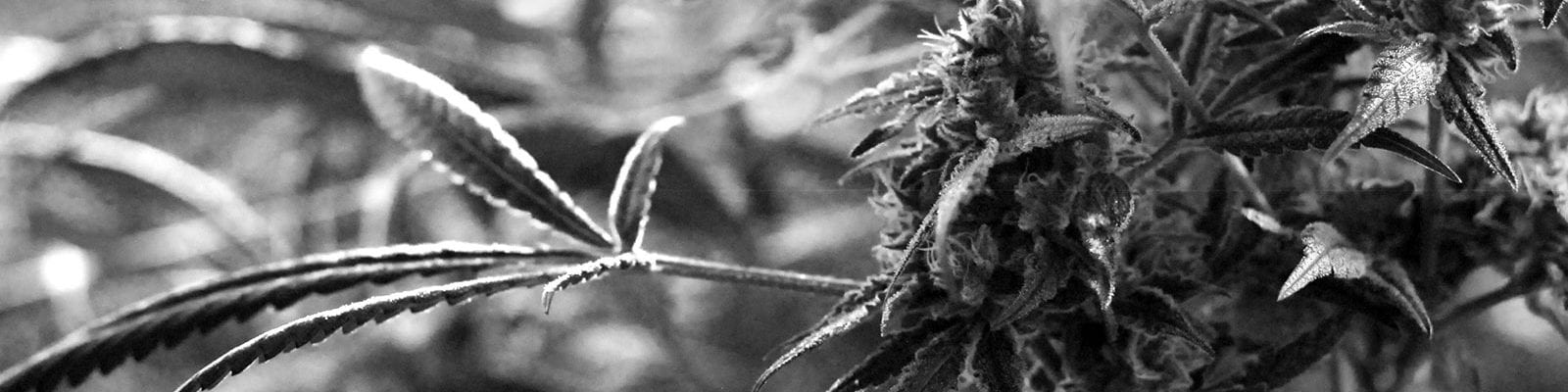 Black and white photograph of a cannabis nug and a long-armed leaf protruding away from it.
