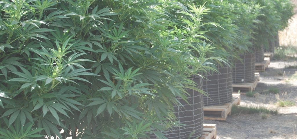 Rows of outdoor cannabis plants at a CBD-rich cannabis farm in the Pacific Northwest.