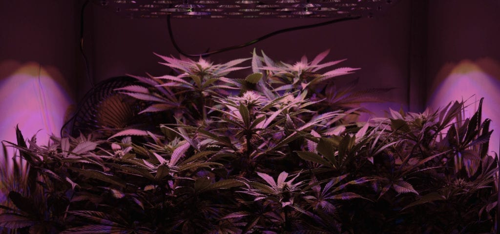 Indoor cannabis grow operation under a glowing, purple-red light.