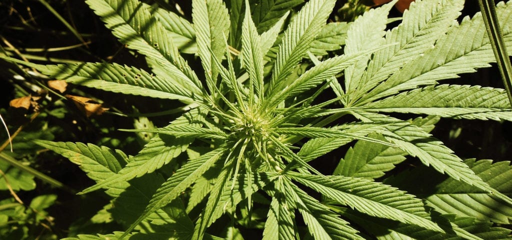 A top-down view of a young cannabis or industrial hemp plant.