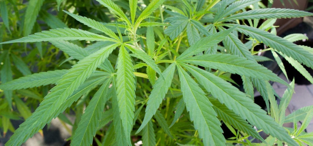 Twin cannabis plants in a pot on an outdoor patio.