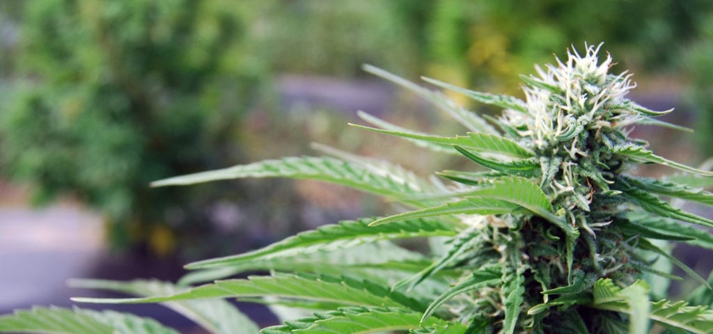 A large CBD-rich cannabis plant at an outdoor farm in Oregon.