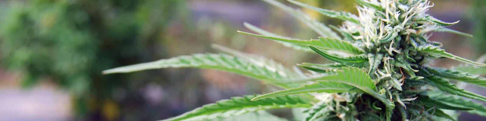 A large CBD-rich cannabis plant at an outdoor farm in Oregon.