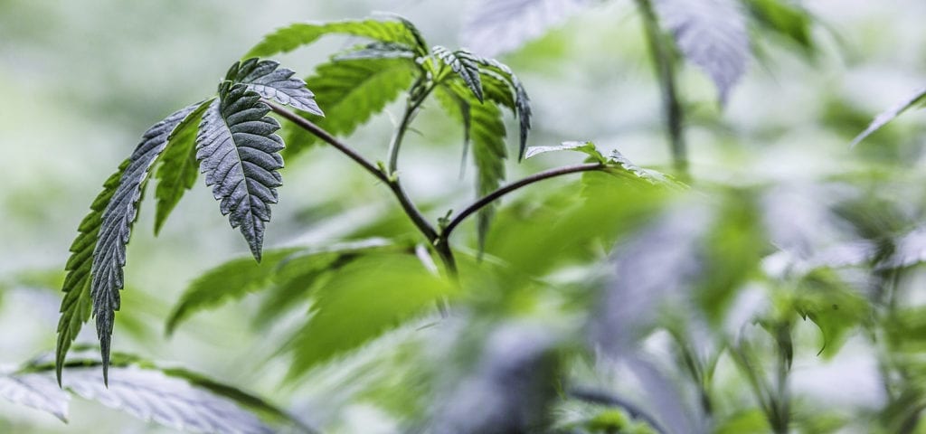 Young cannabis plant's branch reaches and droops under the moisture of an indoor cannabis grow room.