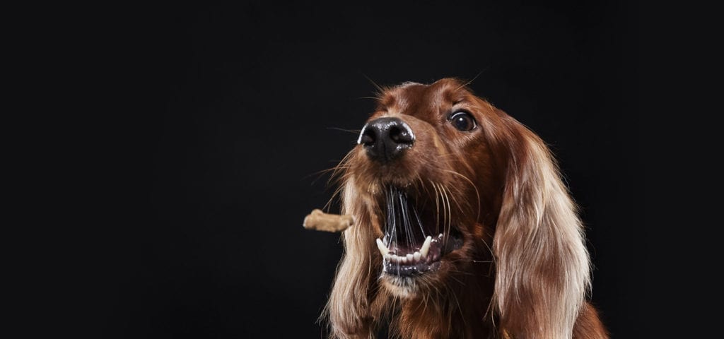 A Cocker Spaniel dog jumps for a treat thrown to his mouth.