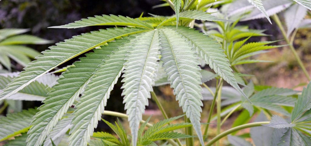 A wide and green fan leaf from an outdoor hemp plant.