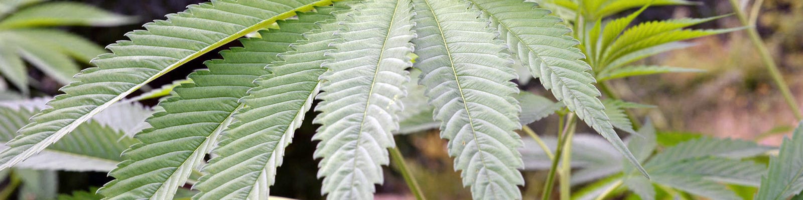 A wide and green fan leaf from an outdoor hemp plant.