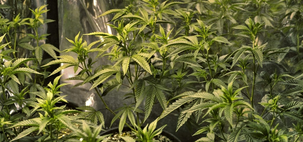 Photograph of an indoor cannabis grow in Colorado.