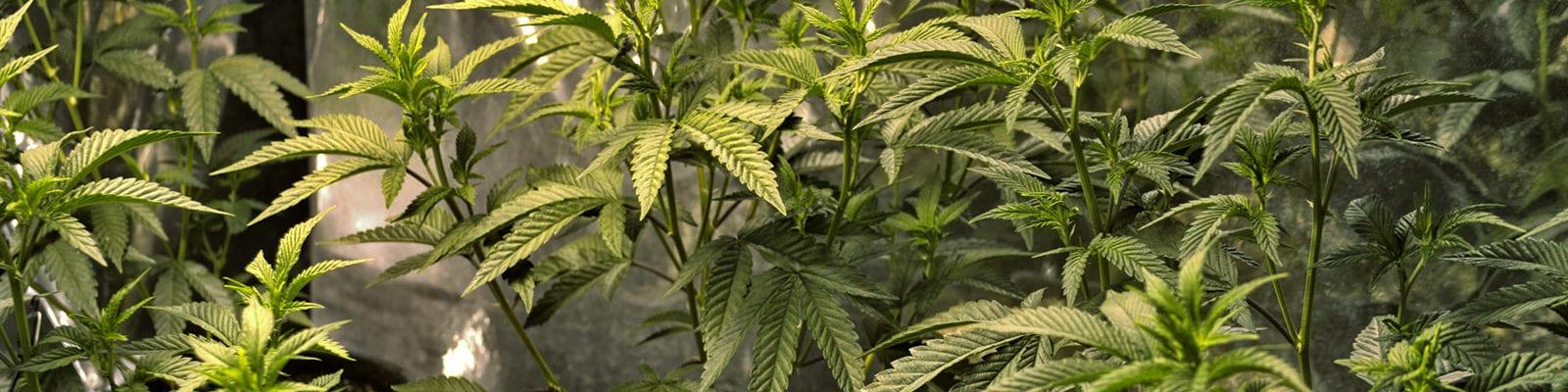 Photograph of an indoor cannabis grow in Colorado.