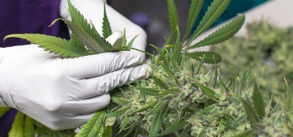 A cannabis worker plucks large leafs from a recently harvested indoor cannabis plant.