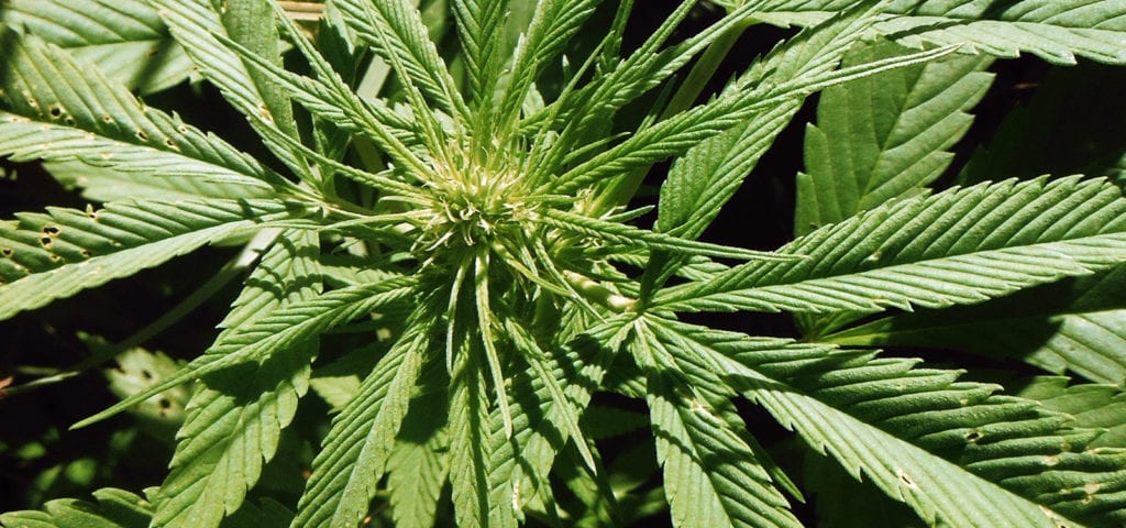 Macro photograph of the bud of an outdoor hemp plant.