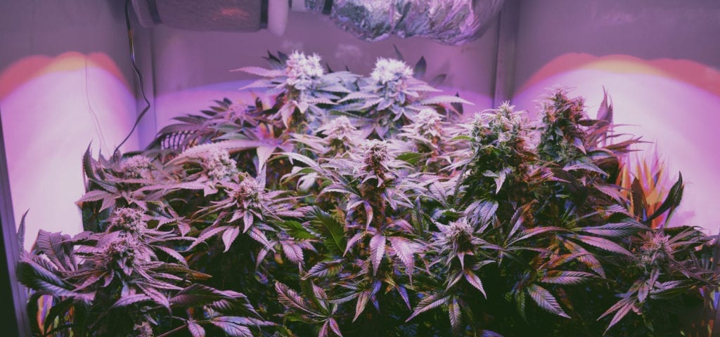 A California cannabis patient's indoor home grow box/closet, complete with LED grow lights and several mature cannabis plants.