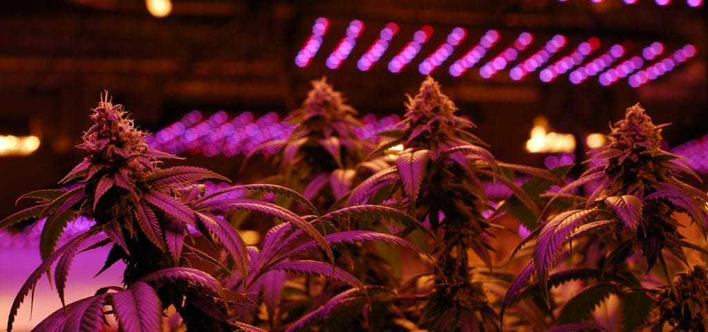 Indoor cannabis plants inside of a licensed, commercial grow in Washington state.